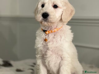 Goldendoodle dogs - Advert 2