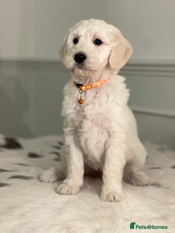 Goldendoodle dogs - Advert 4