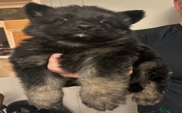 German Shepherd dogs for sale: Stunning German shepherd pups  - Image 5