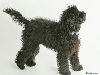 Miniature Poodle dogs in Swindon - Advert 7