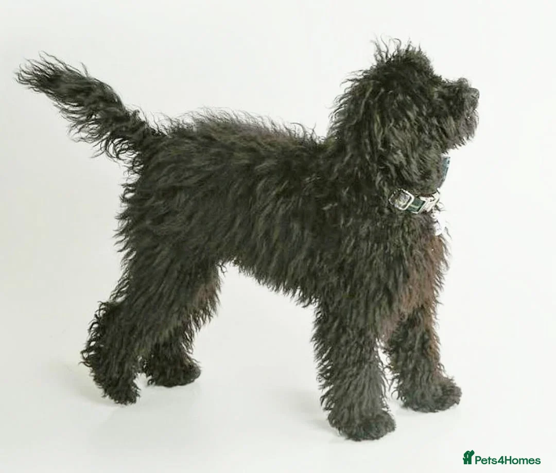 Miniature Poodle dogs for stud: Gorgeous mini poodle health tested stud   in Swindon - Advert 1