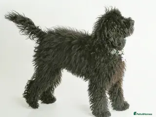Miniature Poodle dogs Gorgeous mini poodle health tested stud in Swindon - Advert 19
