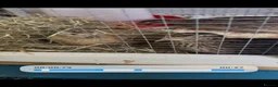 Quail poultry for sale: 2 Coturnix quail (white male & female pair)  in Heywood - Advert 1