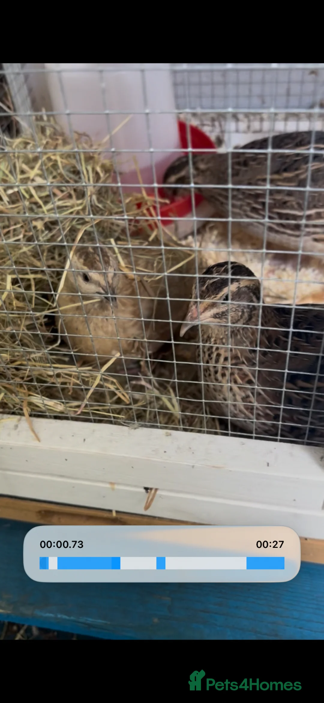 Quail poultry for sale: 2 Coturnix quail (white male & female pair)  in Heywood - Advert 1