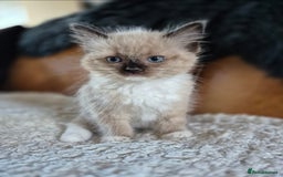 Ragdoll cats for sale: Quality Ragdoll Kittens - Image 21