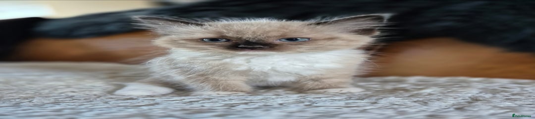 Ragdoll Kitten 2