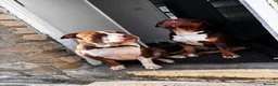 Mixed Breed dogs for sale: Three dogs available for rehoming  - Advert 1