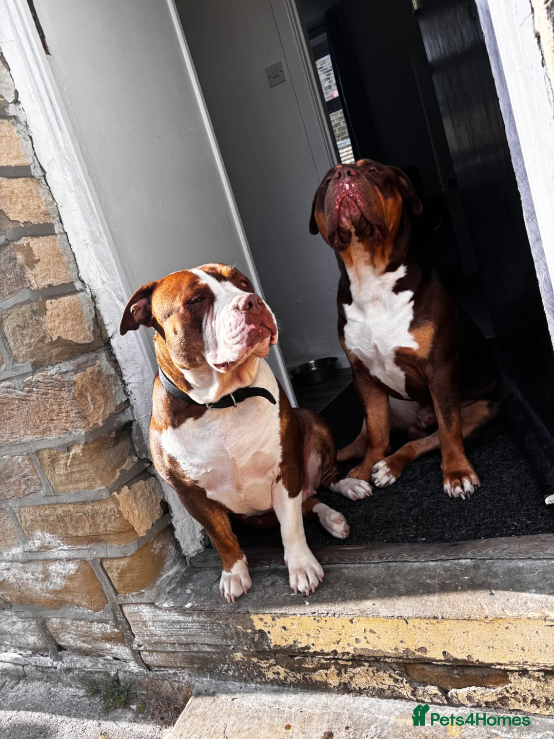 Mixed Breed dogs for sale: Three dogs available for rehoming  - Advert 1