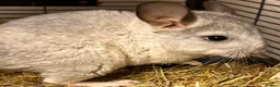 Chinchilla rodents for sale: Baby Chinchillas For Sale  - Advert 7