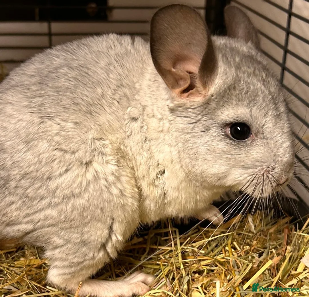 Chinchilla rodents for sale: Baby Chinchillas For Sale  - Advert 7
