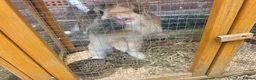 Mini Lion Lop rabbits for sale: Bert and Ernie  in Telford - Advert 4