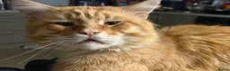 Maine Coon cats for sale: Gorgeous Maine Coon X Kittens Ready Now! 🐾 - Advert 17