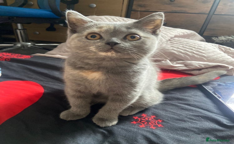 Scottish Fold cats - Advert 1