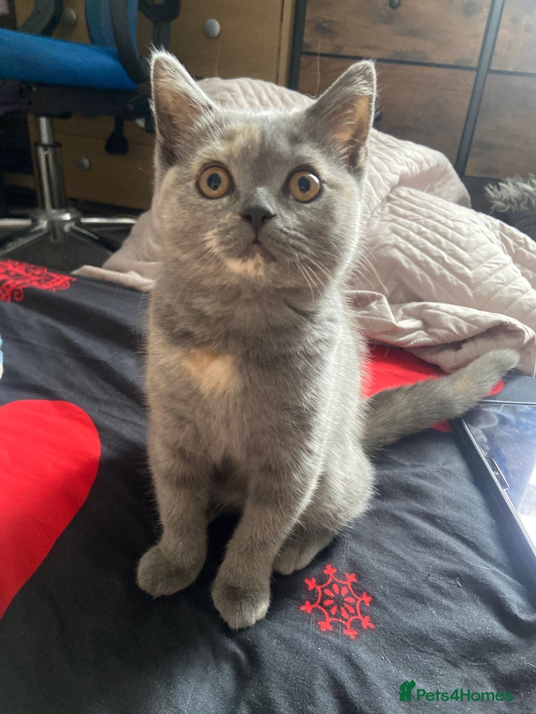 Scottish Fold cats for sale: Last kitten left! Straight ears 😍 - Image 1