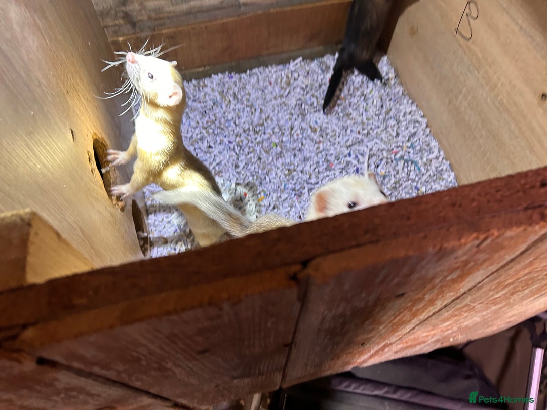 Ferret rodents for sale: 1 sliver girls and 1 polcot girl left - Image 7