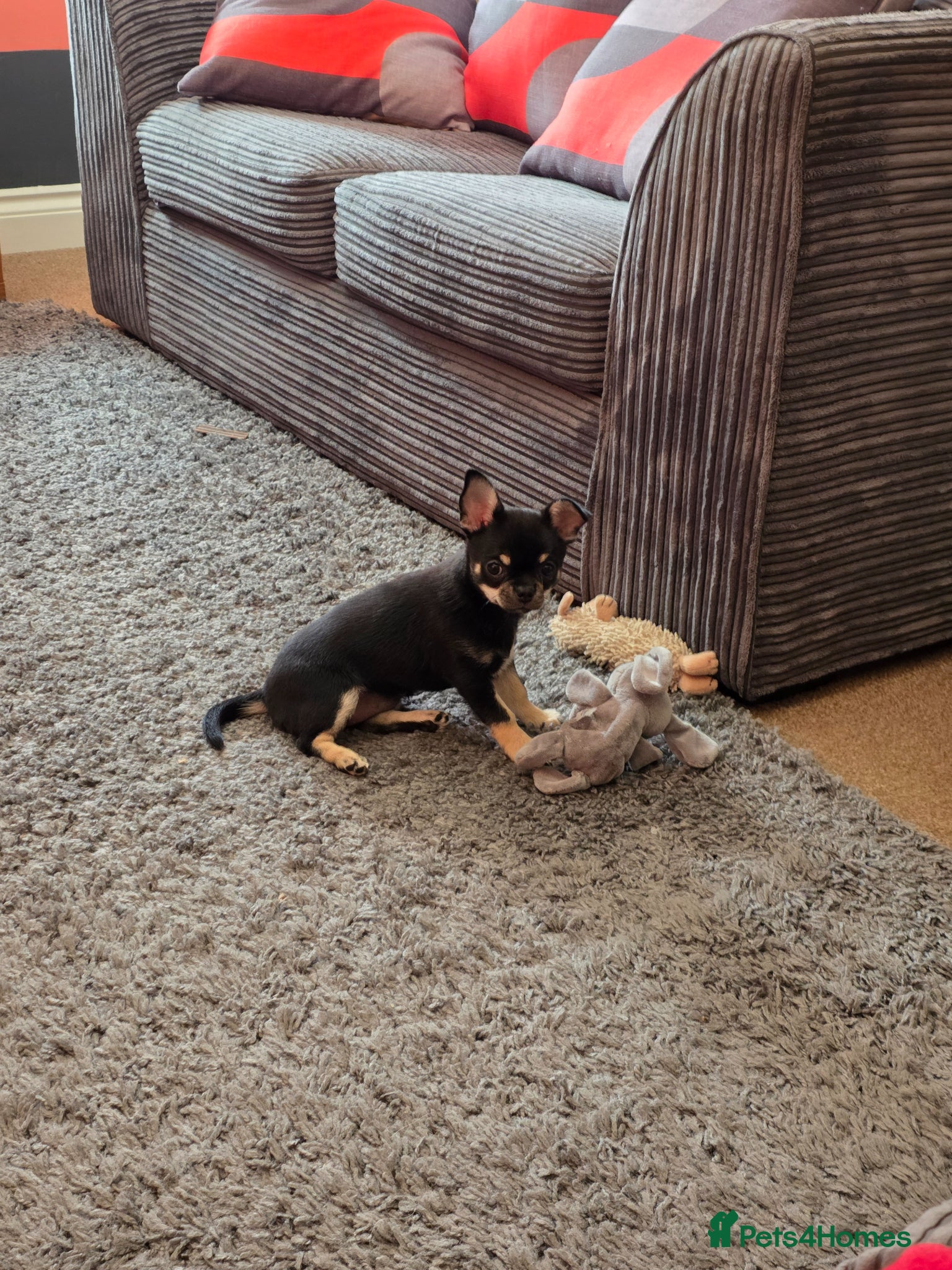 Chihuahua dogs for sale: Chihuahua for immediate home in Canterbury - Advert 4