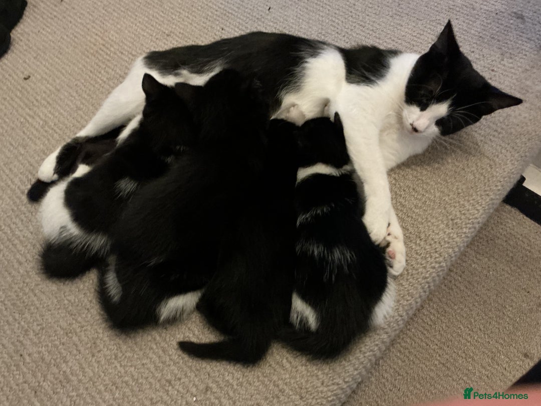 Mixed Breed cats for sale: Kittens black and white  - Image 8