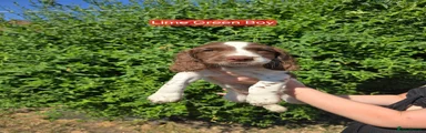 English Springer Spaniel 3