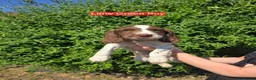English Springer Spaniel dogs for sale: 7 Springer Spaniel Puppies ready for collection  - Advert 15