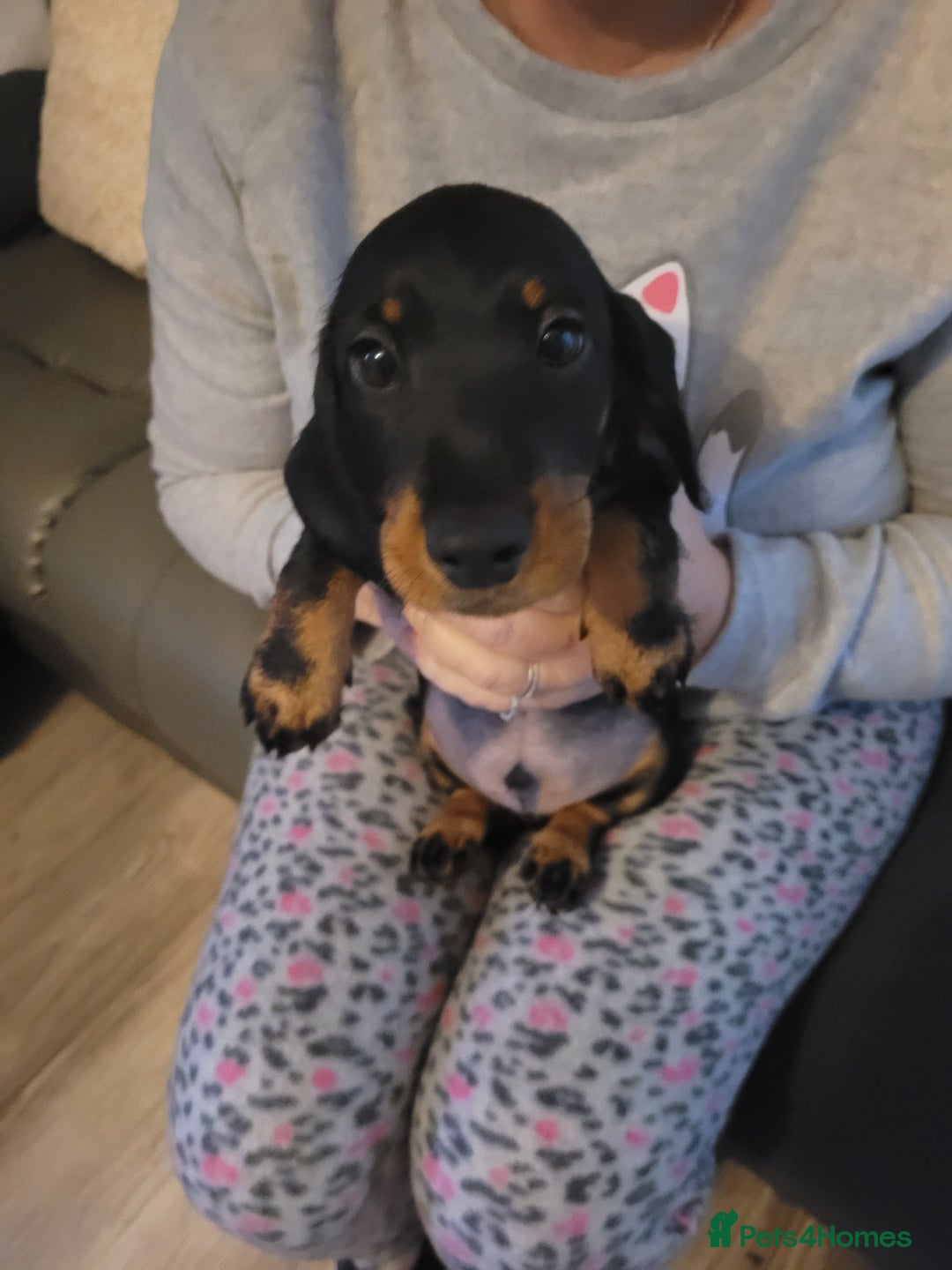 Dachshund dogs for sale: Miniture dachshunds  - Image 4