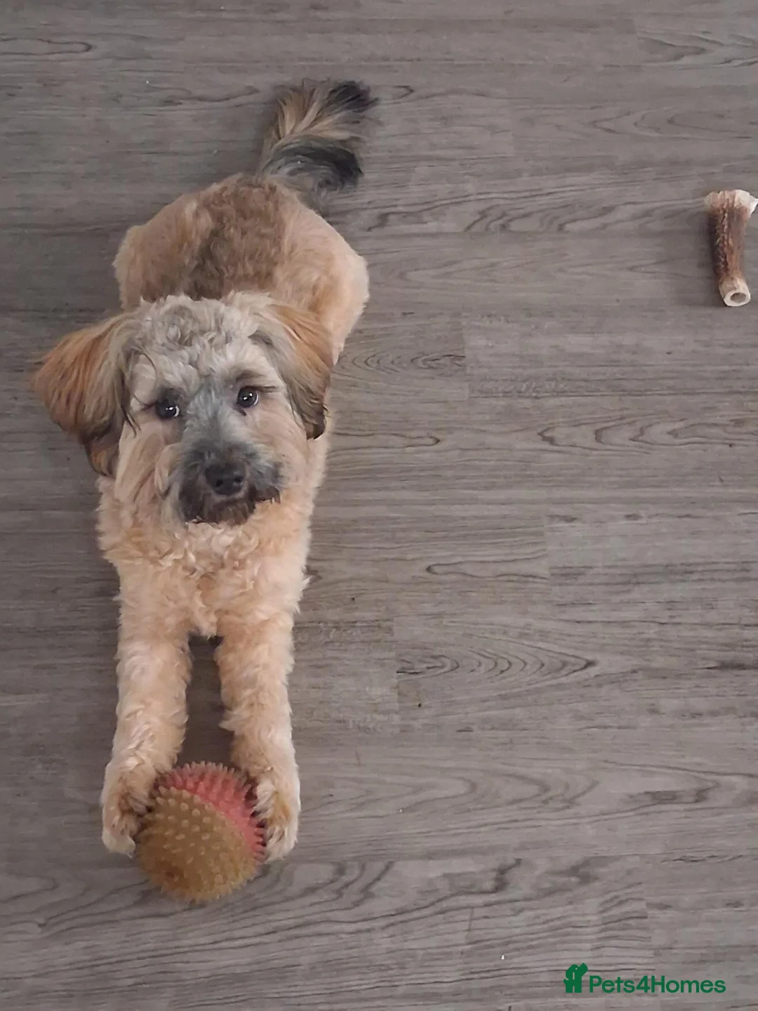 Shihpoo dogs for sale: Shihpoo  in Havant - Advert 1