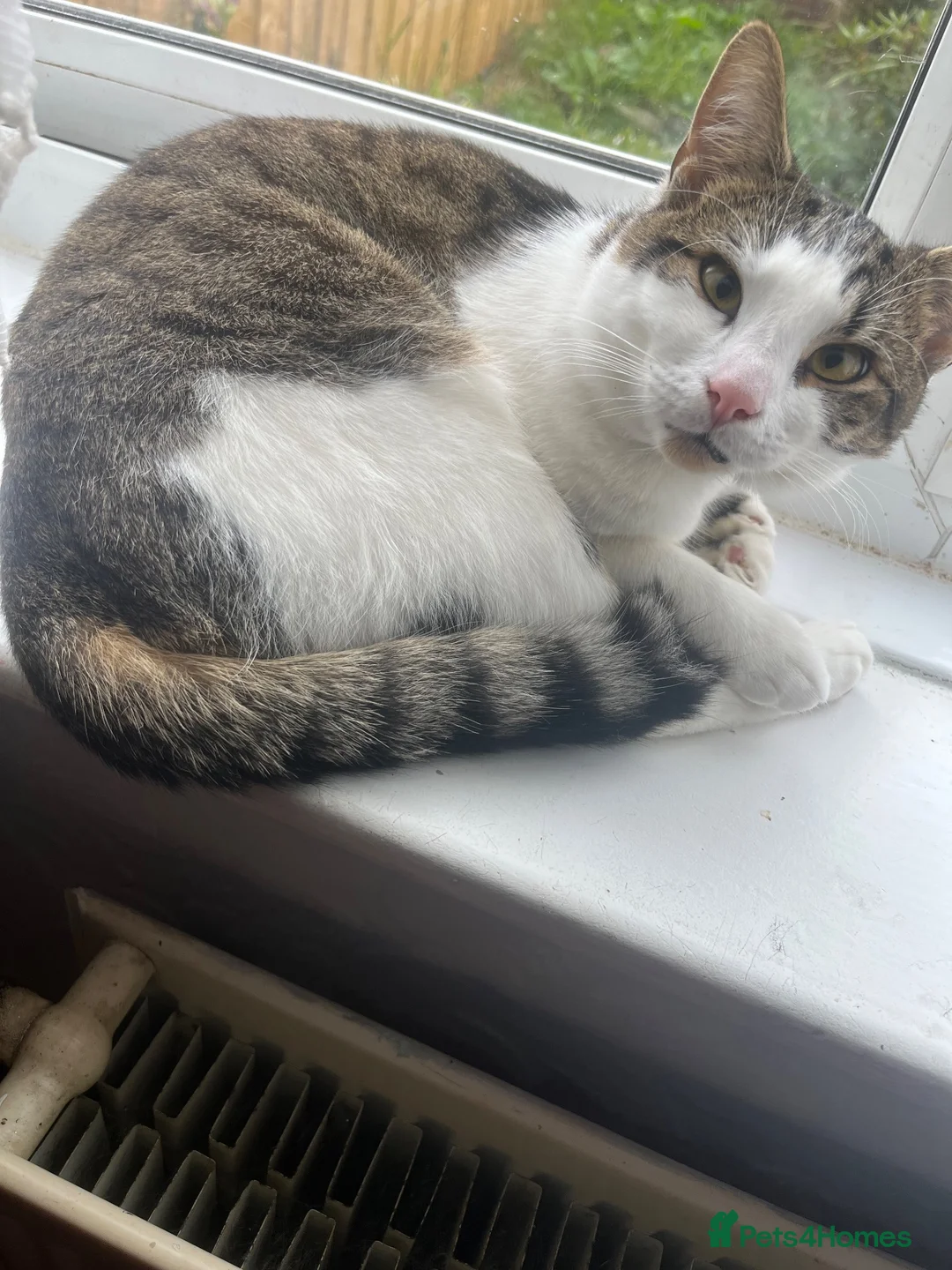 Mixed Breed cats for sale: 2 female and 1 male cat for sale  - Advert 2