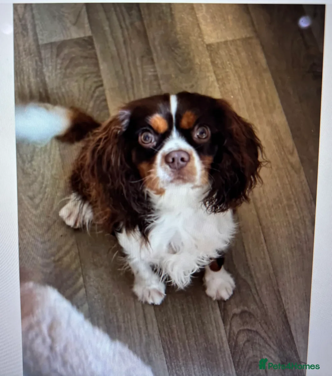 Cavapoo dogs for sale: Luna chocolate  - Advert 13