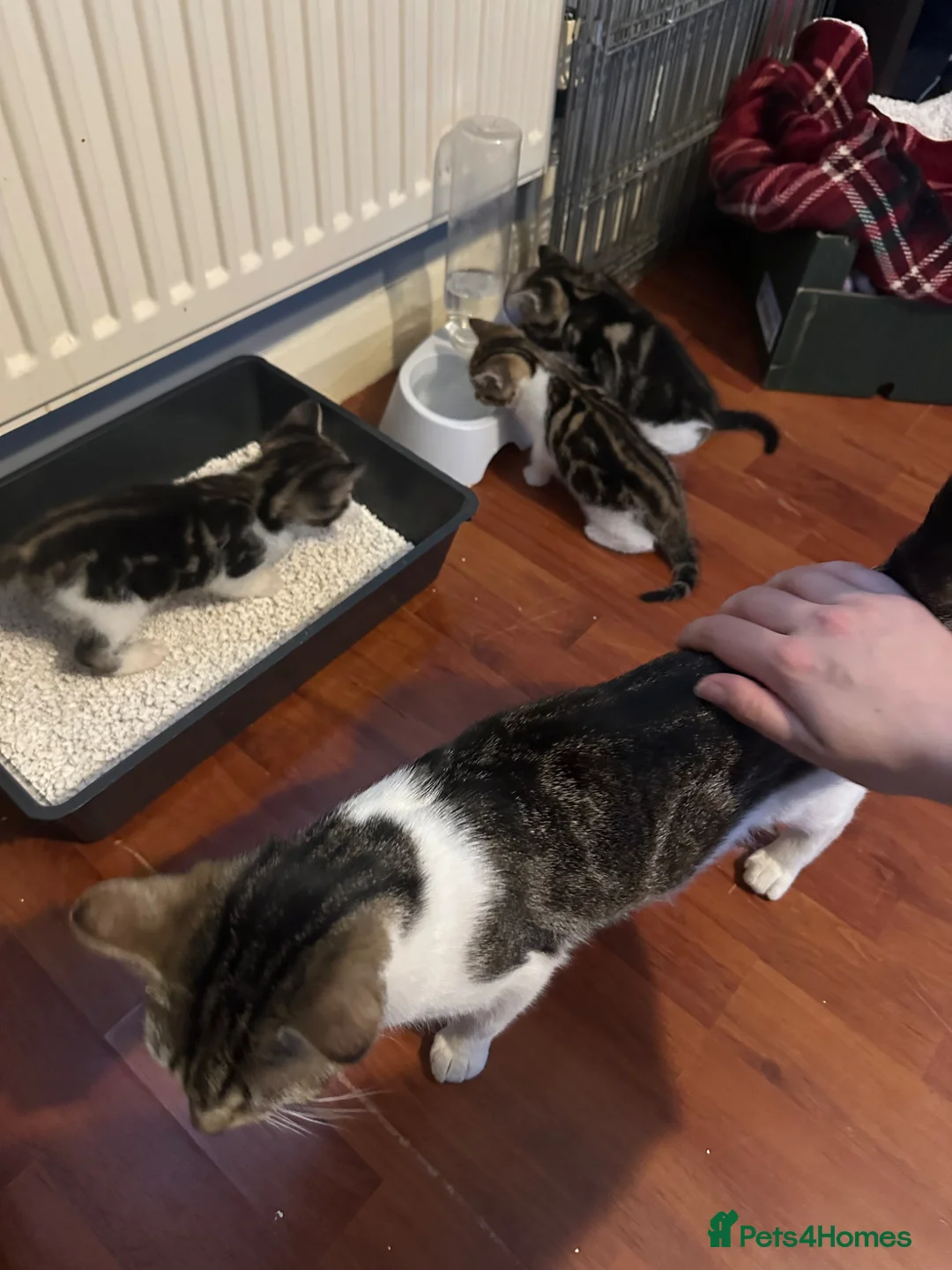 Mixed Breed cats for sale: Kittens  in Northampton - Advert 1