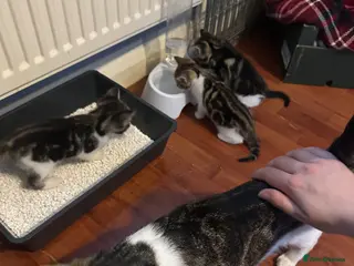 Mixed Breed cats Kittens - Advert 14