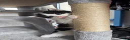 Mixed Breed cats for sale: Stunning 5 week old kittens  - Advert 18