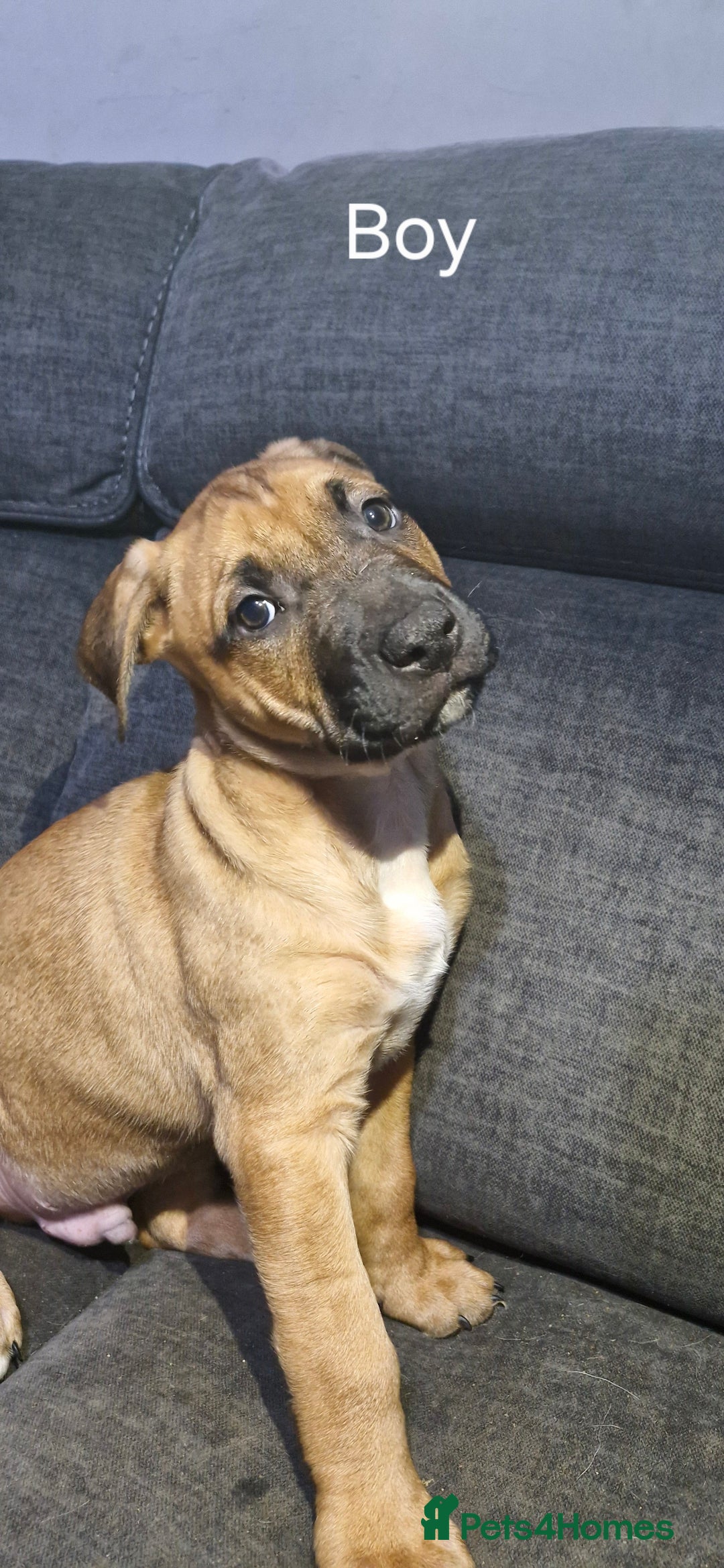 Mixed Breed dogs for sale: Mixed breed - Advert 4