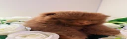 Pomeranian dogs for sale: 🧸 Exceptional Teddy Bear Boys  Rare Colours👑 - Advert 2