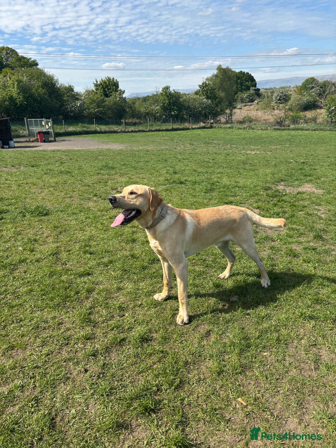 Labrador Retriever dogs for stud: Golden Labrador retriever for stud  - Image 2