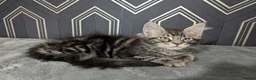 Maine Coon cats for sale: Ready soon beautiful Maine coon males  - Advert 20