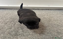 Mastiff dogs for sale: Pedigree Puppies of our Portuguese cattle dogs. - Image 5