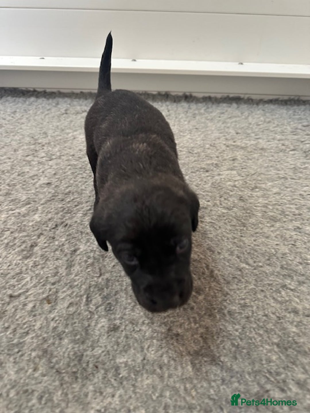 Mastiff dogs for sale: Pedigree Puppies of our Portuguese cattle dogs. - Image 5