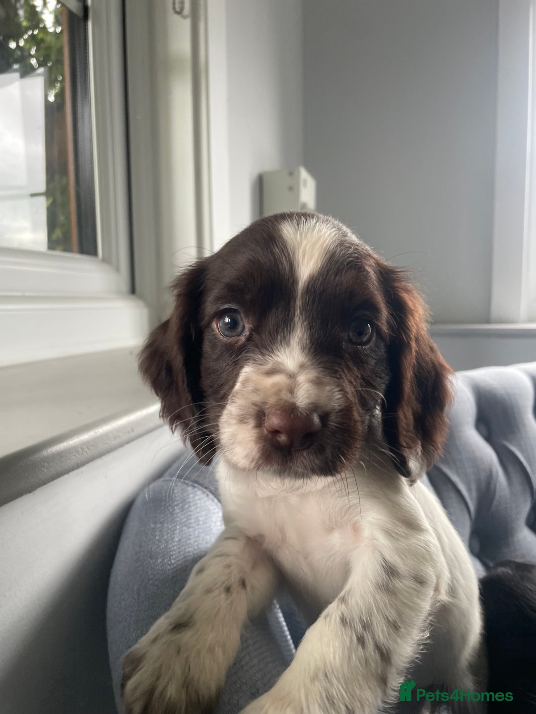 Cocker Spaniel dogs for sale: Cocker spaniels - Image 1