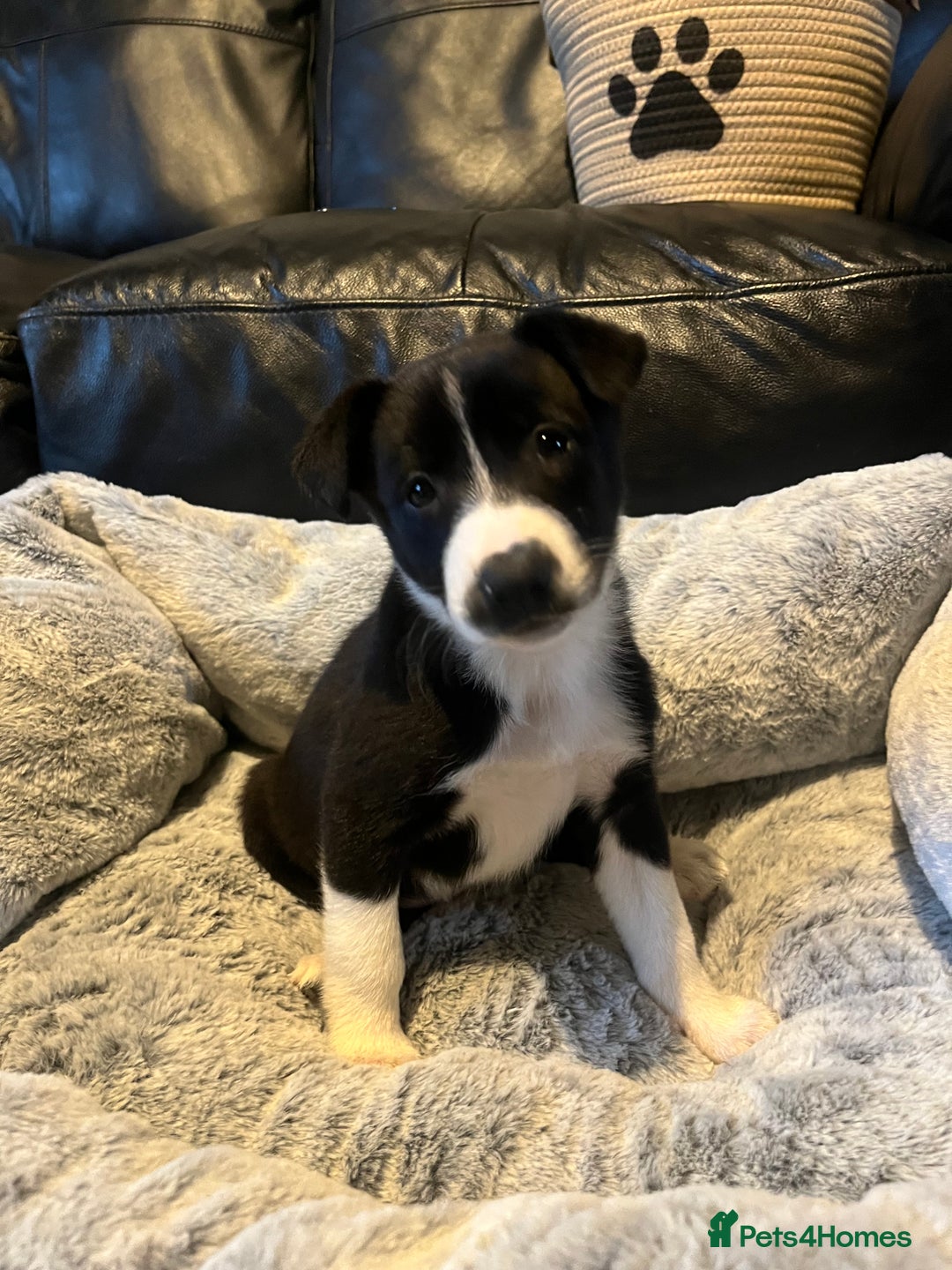 Border Collie dogs for sale: Lovely litter of 6 border collie puppies - Advert 14
