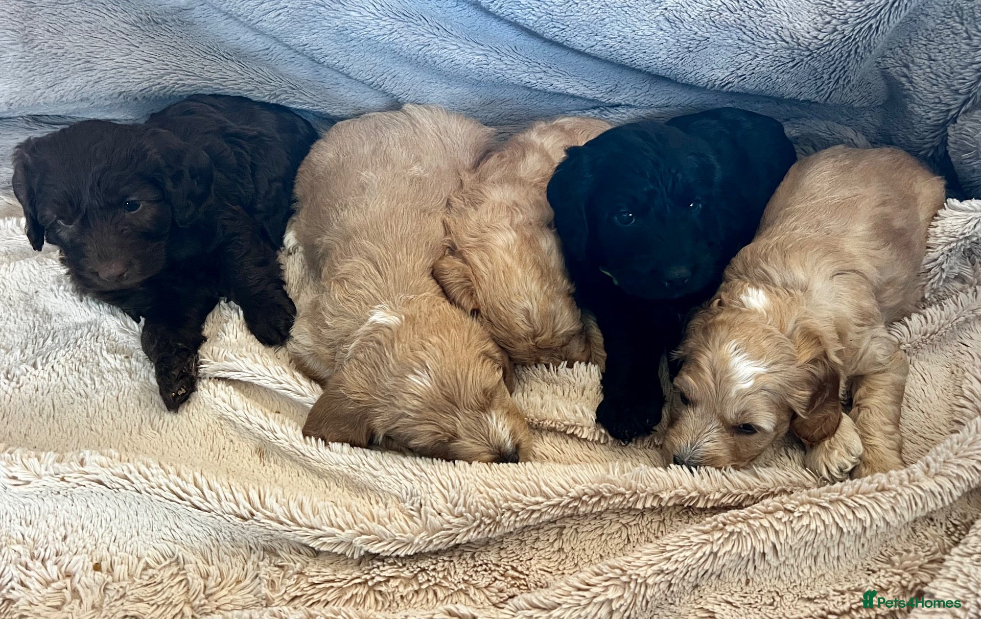 Mixed Breed dogs Australian labradoodle puppies - Advert 1