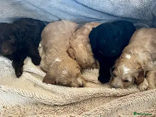 Mixed Breed dogs Australian labradoodle puppies - Advert 1