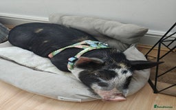Pig livestock for sale: Daisy kunekune - Image 1