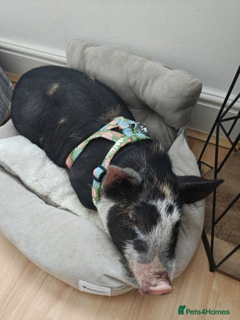 Pig livestock - Advert 2