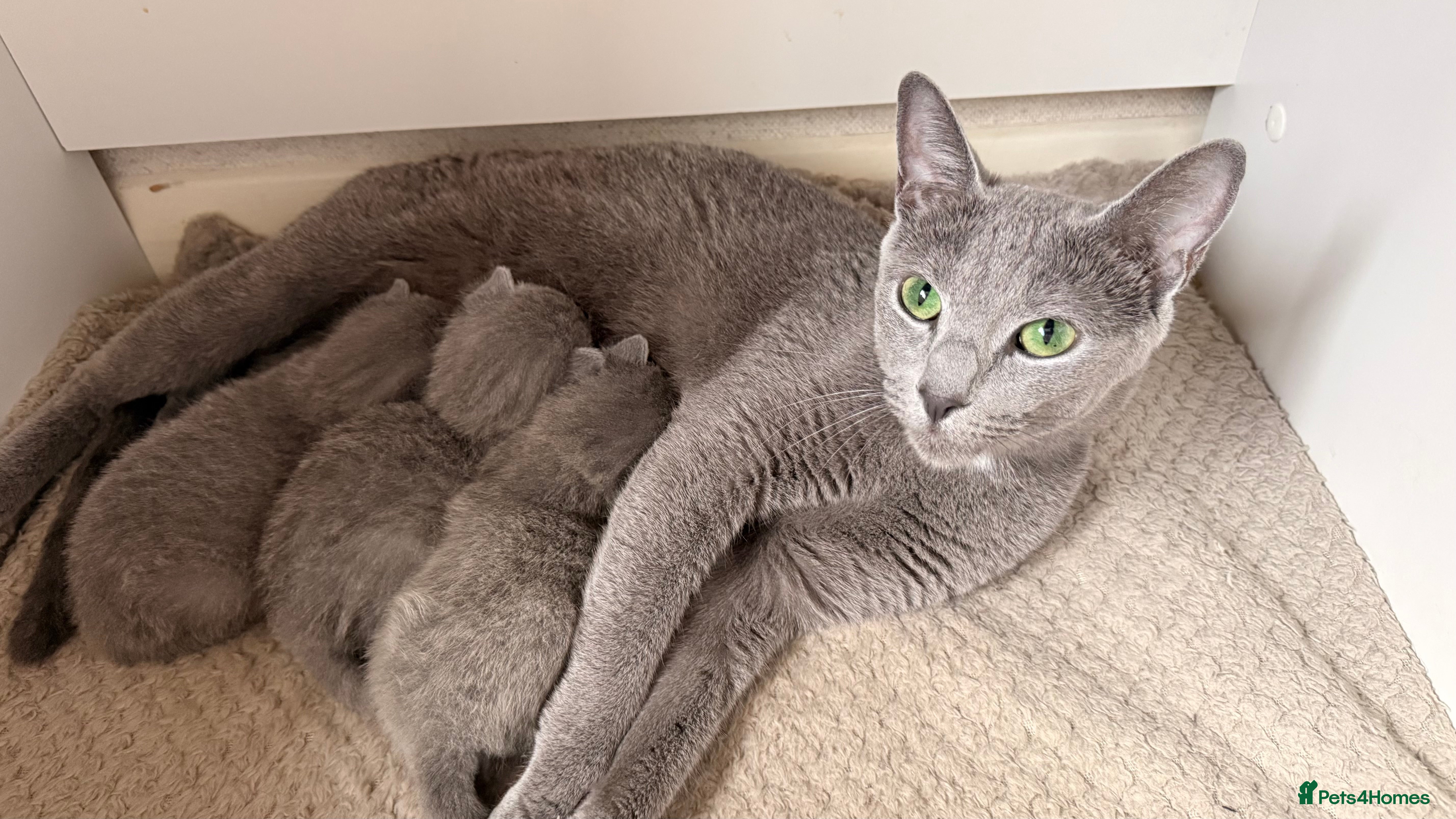 Russian Blue cats Pure TICA Champion Line Russian Blue Kittens - Advert 17