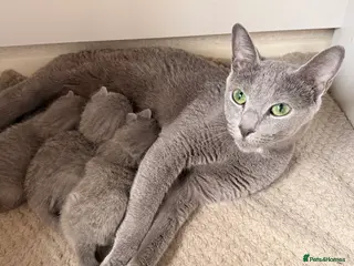 Russian Blue cats Pure TICA Champion Line Russian Blue Kittens - Advert 17