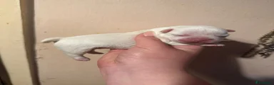 Platinum Male
