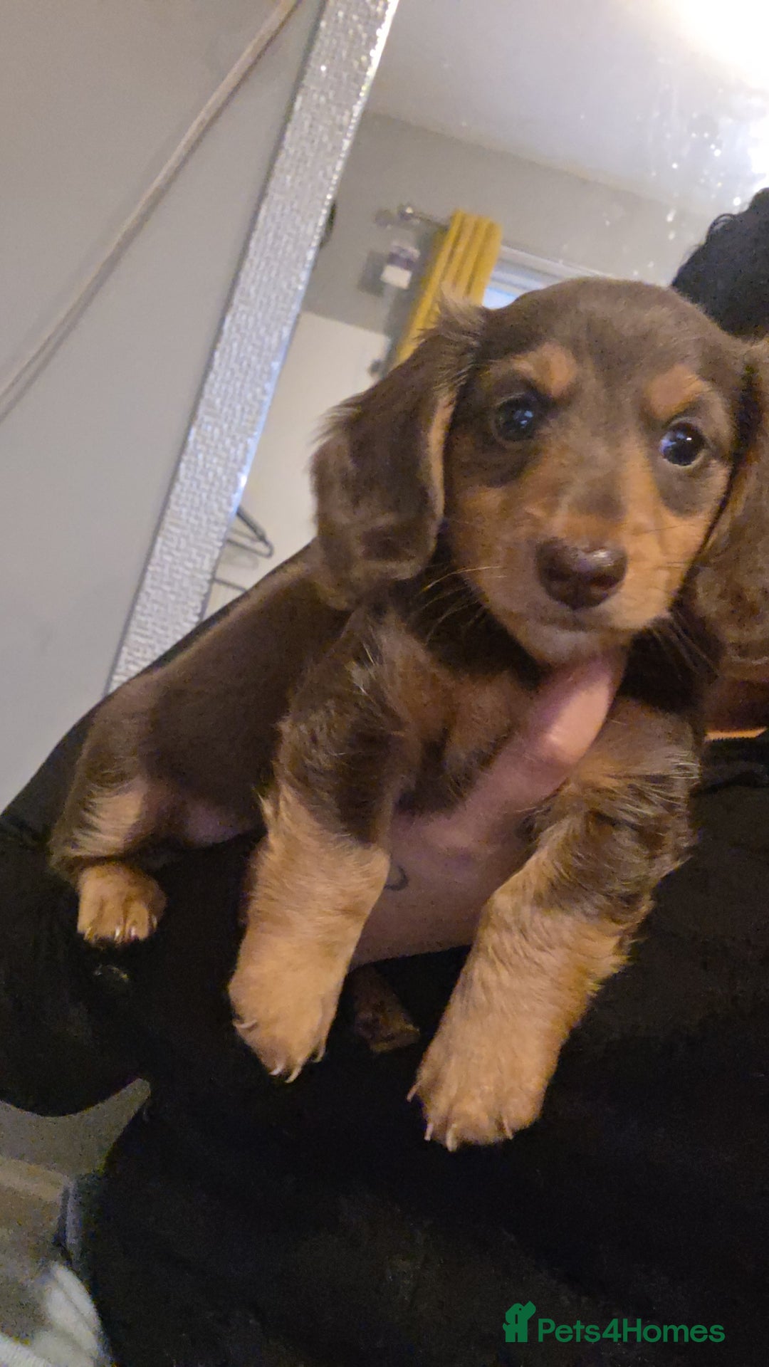 Miniature Dachshund dogs for sale: Miniature dachshund Puppies - Advert 18