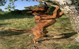 Belgian Shepherd Dog dogs for stud: Bull hearder  - Image 2
