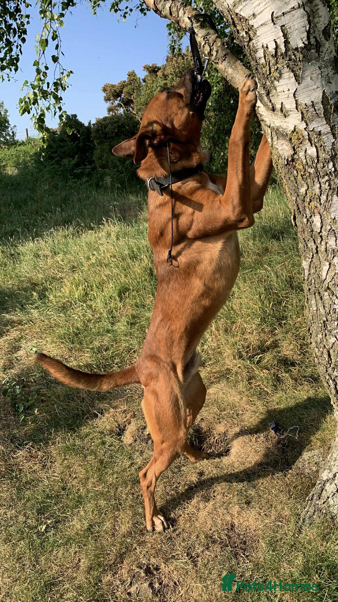 Belgian Shepherd Dog dogs for stud: Bull hearder  - Image 2