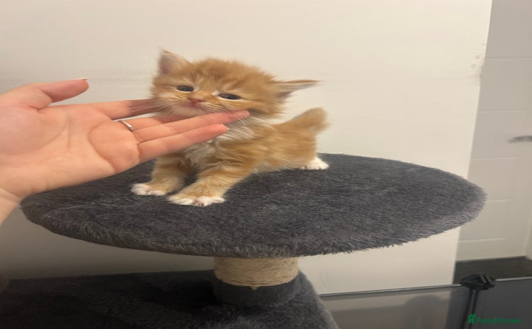 Maine Coon cats - Advert 1