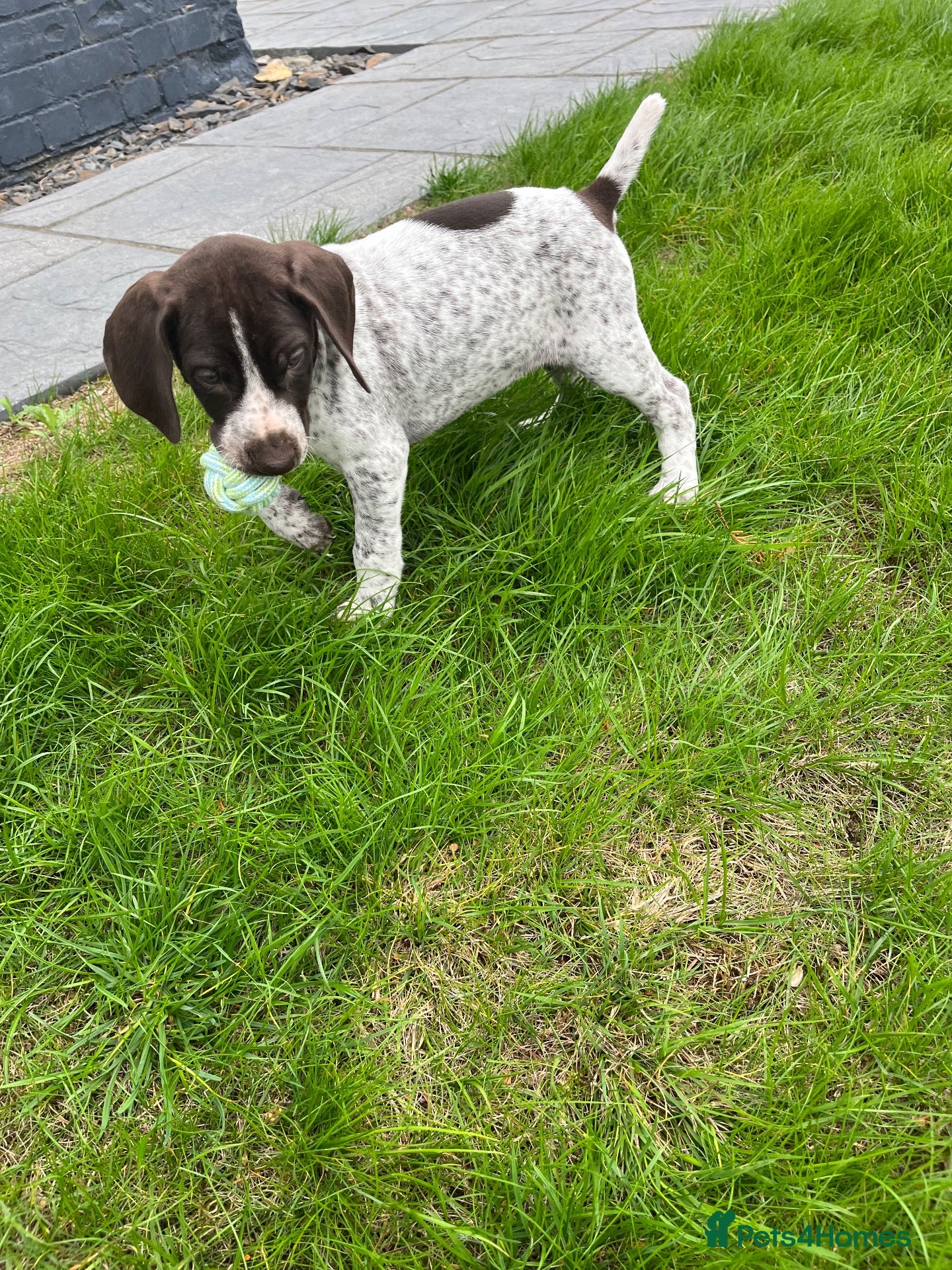German Shorthaired Pointer dogs German shorthair pointer puppies - Advert 3